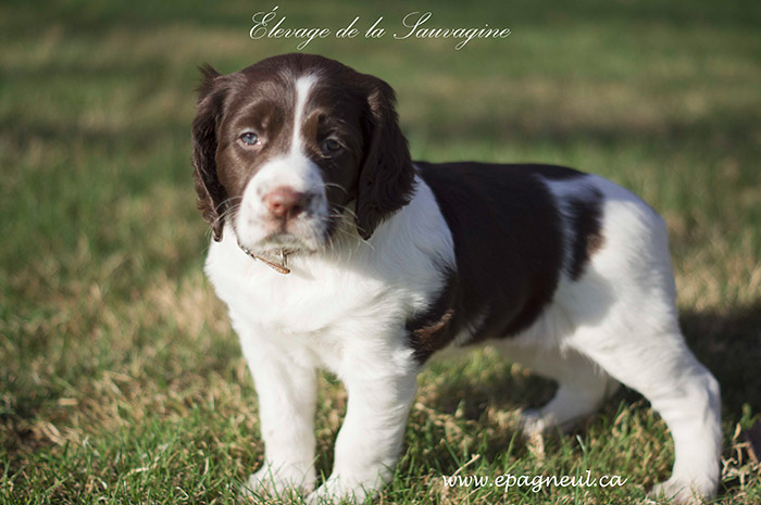 epagneul_francais_sauvagine